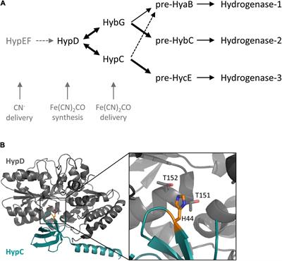 Exchange of a Single Amino Acid Residue in the HybG Chaperone Allows Maturation of All H2-Activating [NiFe]-Hydrogenases in Escherichia coli